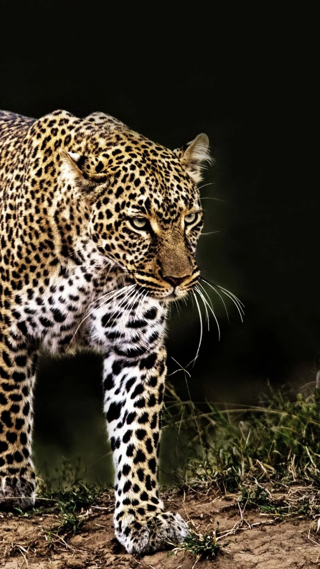 Leopard Is Walking in the Forest and Looking Intensely