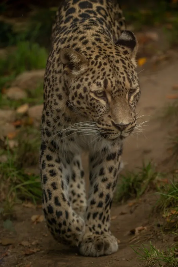 Leopard Walking Forward from Shadows with Sleepy Eyes