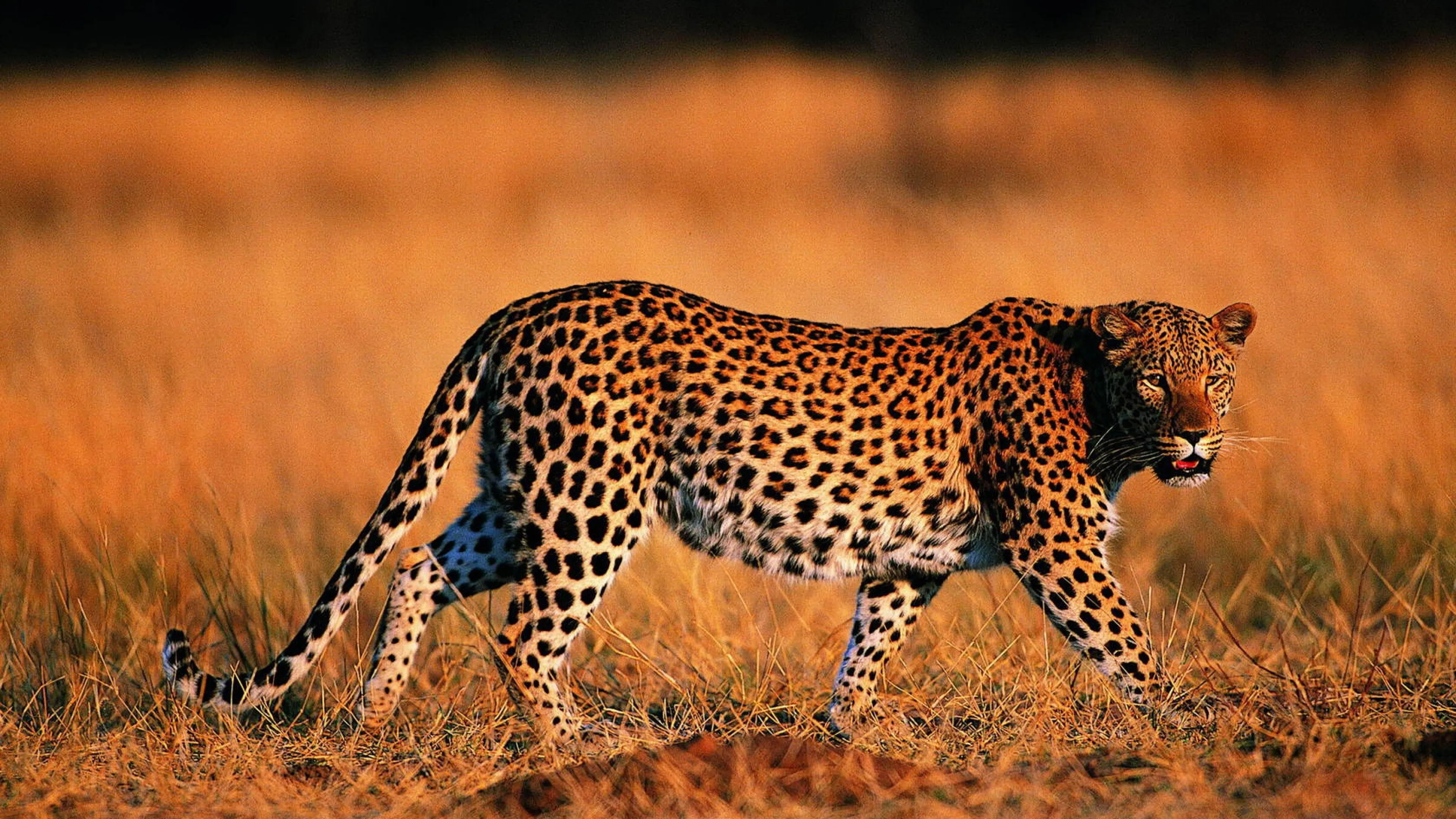 Leopard Walking in Golden Grassland at Sunset HD Wallpaper