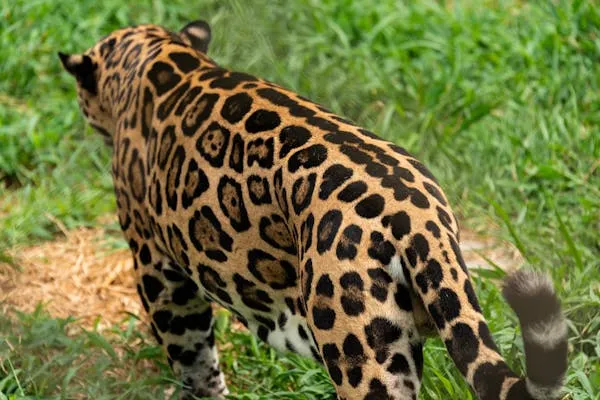 Leopard Walking on Grass Extreme Close View HD Wallpaper