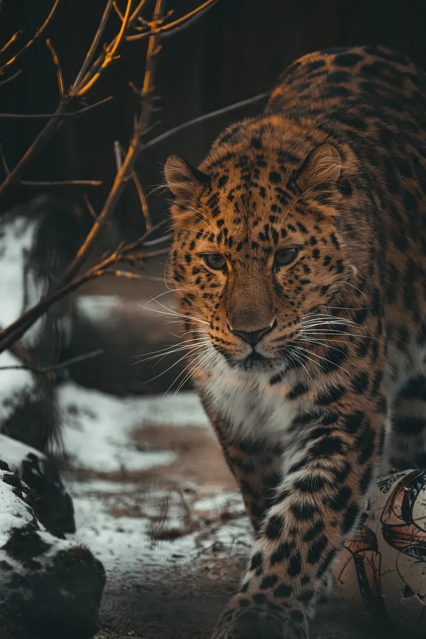 Leopard Walking at Night in the Forest Shadows HD Wallpaper