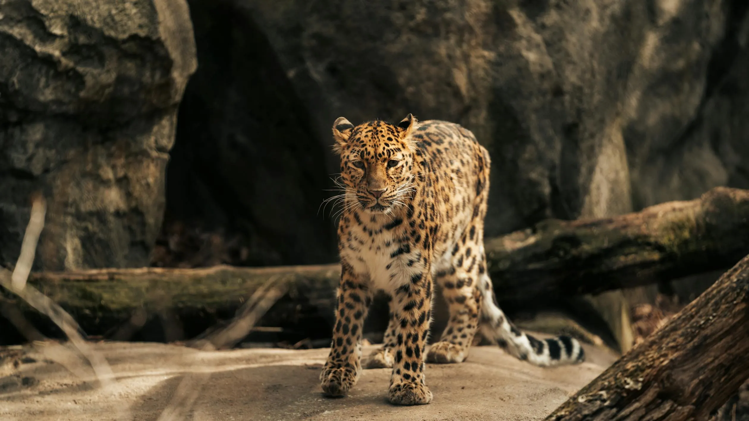 Leopard Walking Out from Dark Rocky Den Wildlife Photography