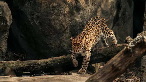 Leopard Walking Over Dark Rock Under Dense Shade Wallpaper
