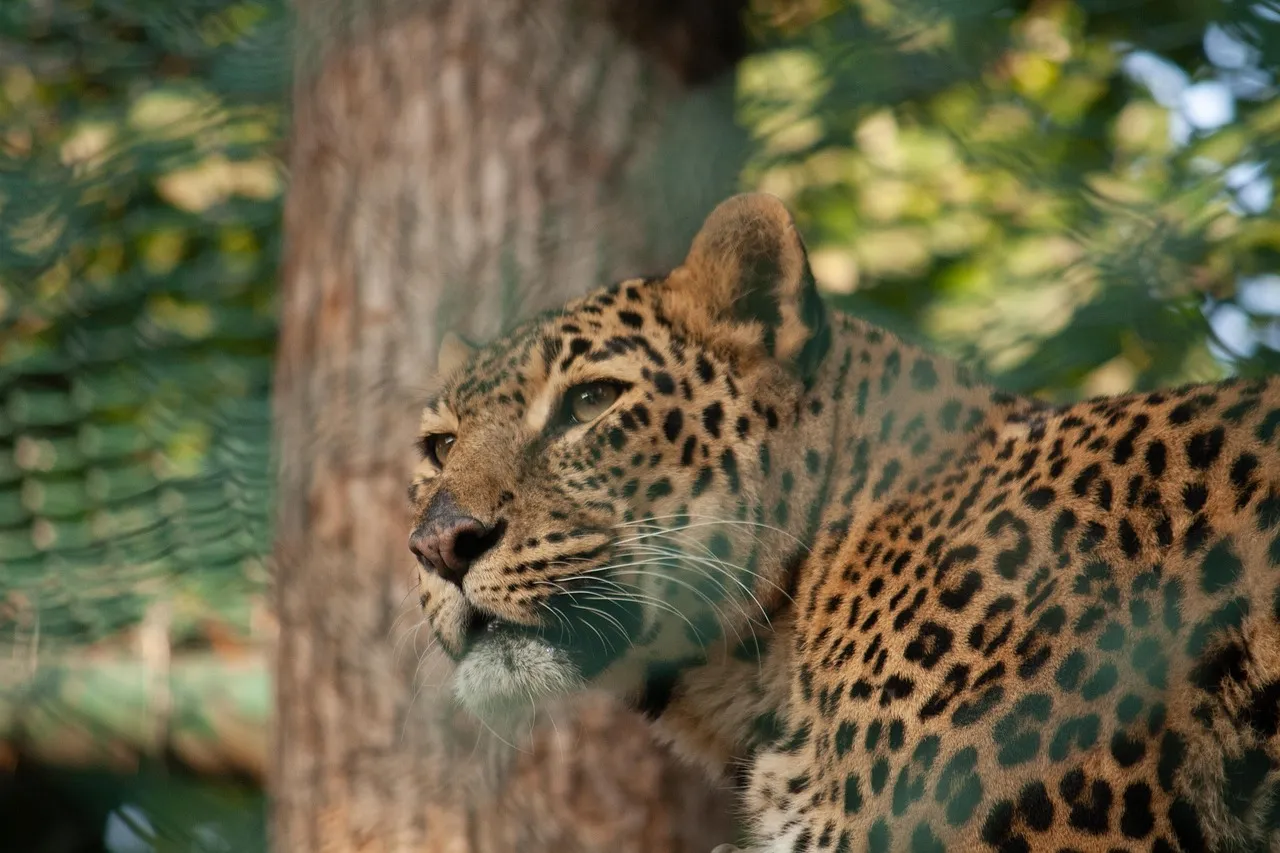 Leopard Walking Quietly and Looking Back in the Forest