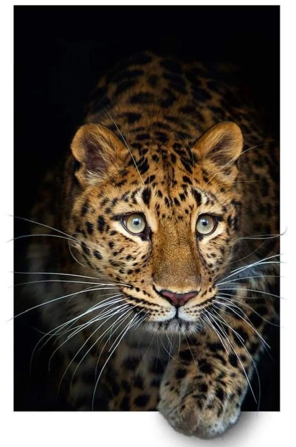 Leopard Walking Silently in the Dark with Glowing Eyes