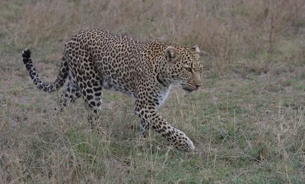 Leopard Walking Slowly Through Open Dry Grassland Wallpaper