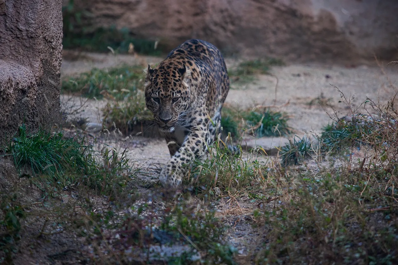 Leopard Walking in the Sun Shade HD Free Wallpaper