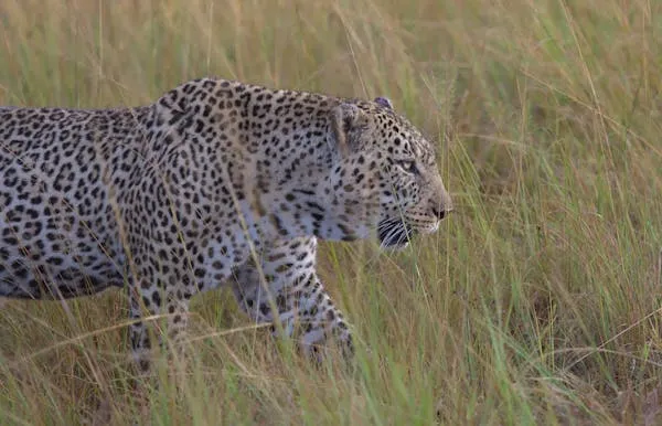 Leopard Walking Through Tall Dry Grass in the Jungle