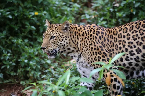 Leopard Walking Through Tall Green Grass in Forest Shade