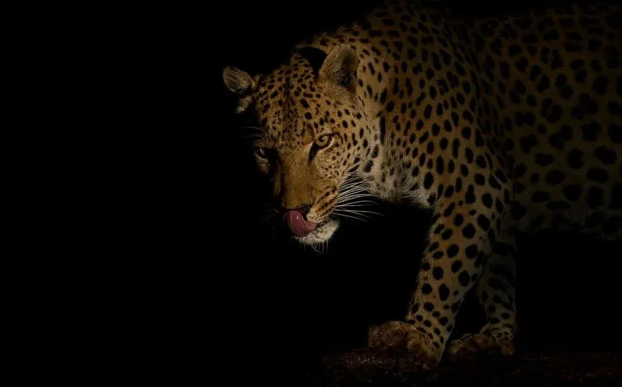 Leopard Walks Quietly in Dark Forest Wildlife Wallpaper