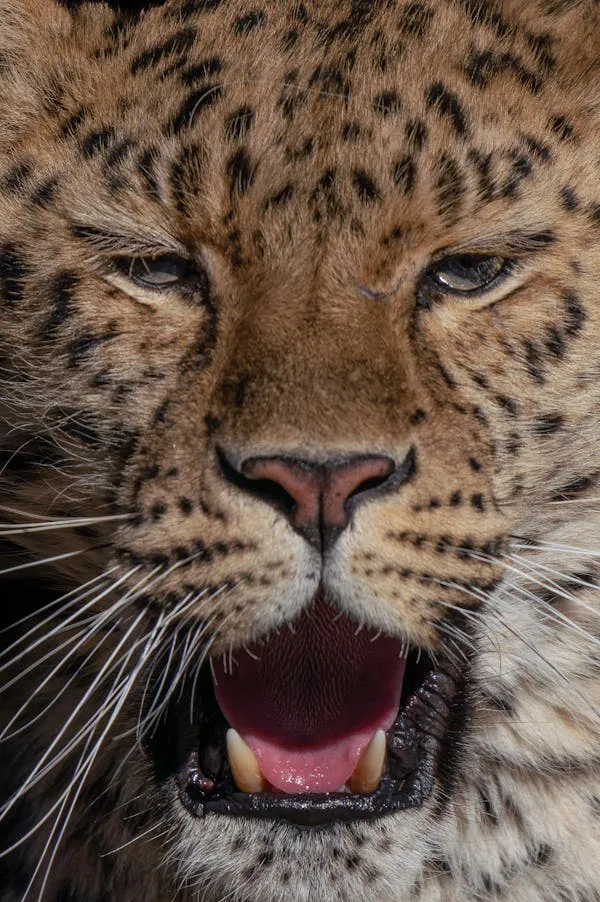 Leopard Yawning with Eyes Almost Completely Shut Wallpaper
