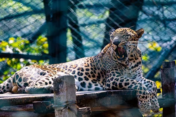 Leopard Yawning and Lying Quietly on Wooden Fence in Zoo