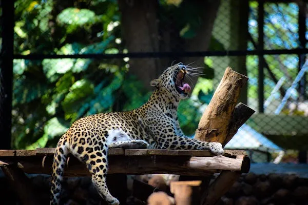 Leopard Yawning on Wooden Platform Inside Fenced Zoo