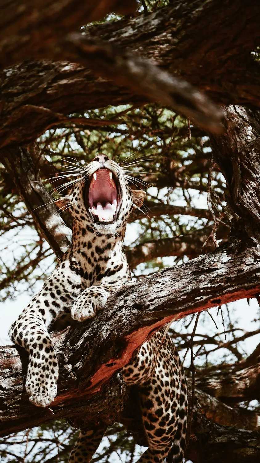Leopard Yawns While Resting on Thick Tree Branch Wallpaper