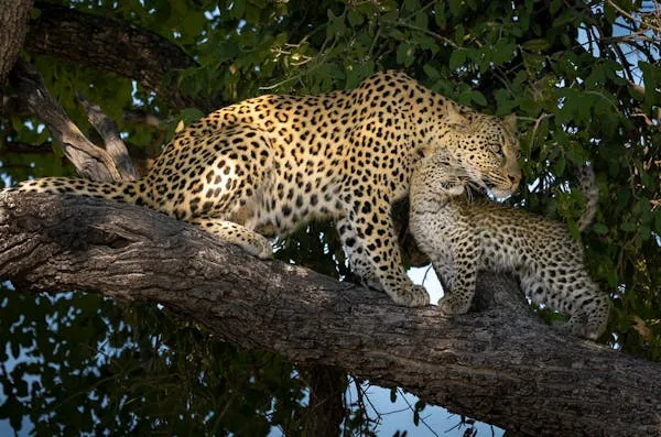 Leopards Are Climbing Tree Trunk with Focused Intensity