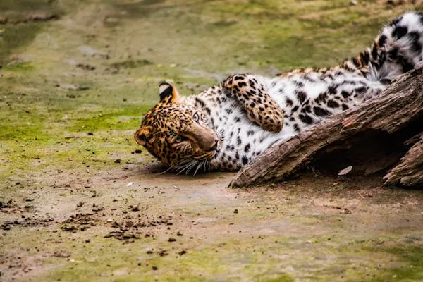 Leopards Lying Down and Rolling on Wet Brown Soil Wallpaper
