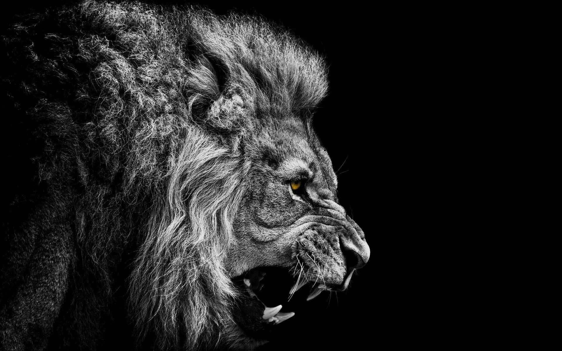 Lion with Angry Roar Black and White Wallpaper Free Download
