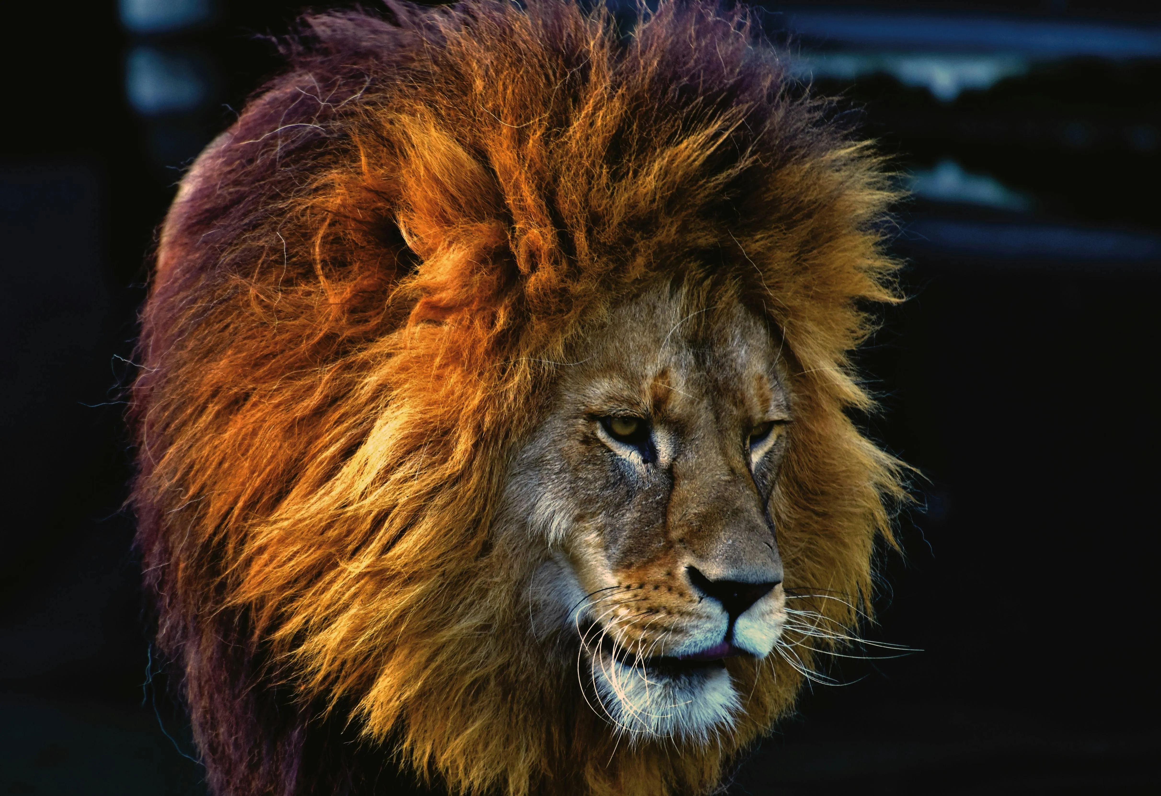 Lion Close Up View with Full Face HD Desktop Wallpaper