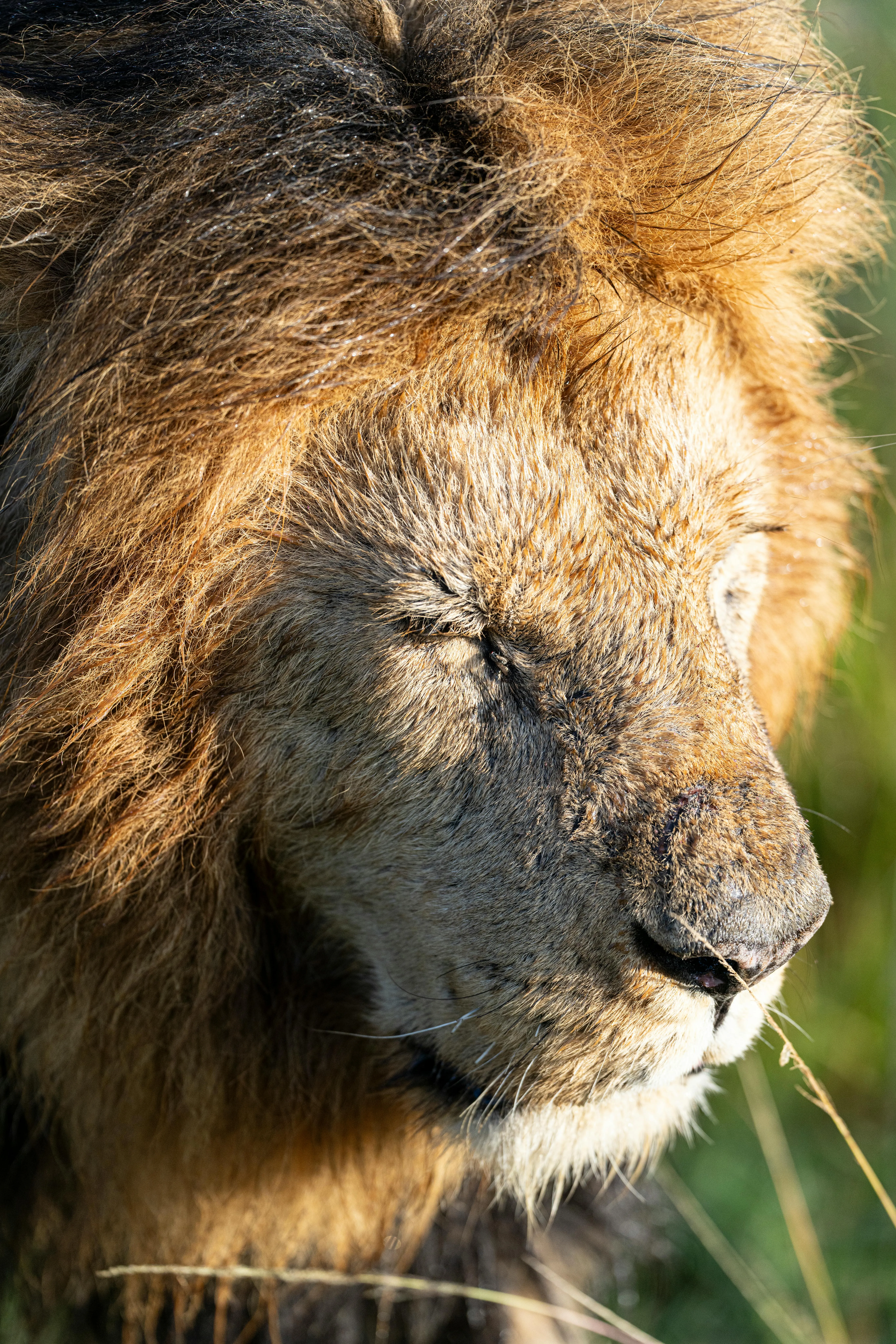 Lion Closes its Eyes and Faces Sunlight in Beautiful Morning