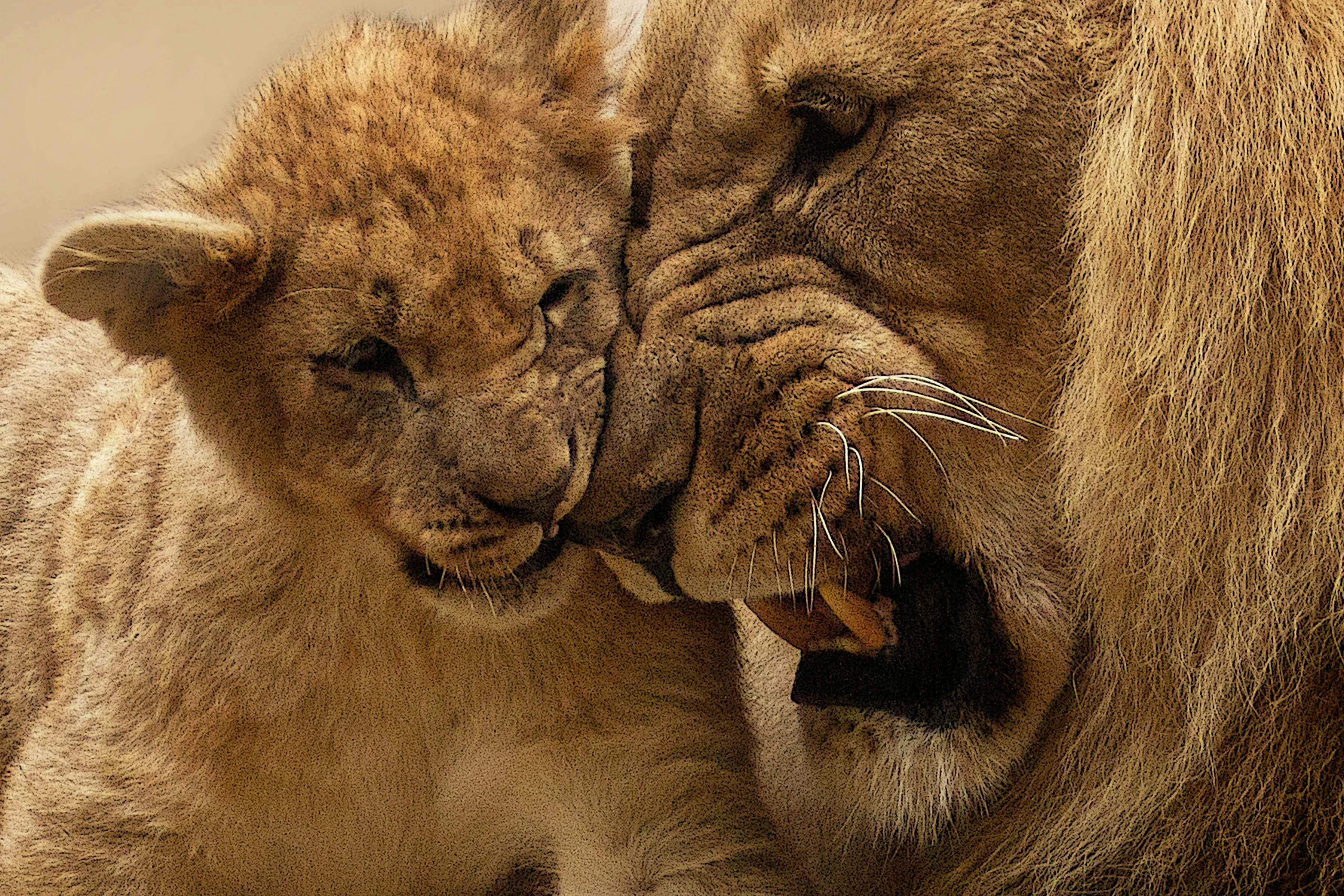 Lion and Cub Close Up View HD Free Desktop Wallpaper