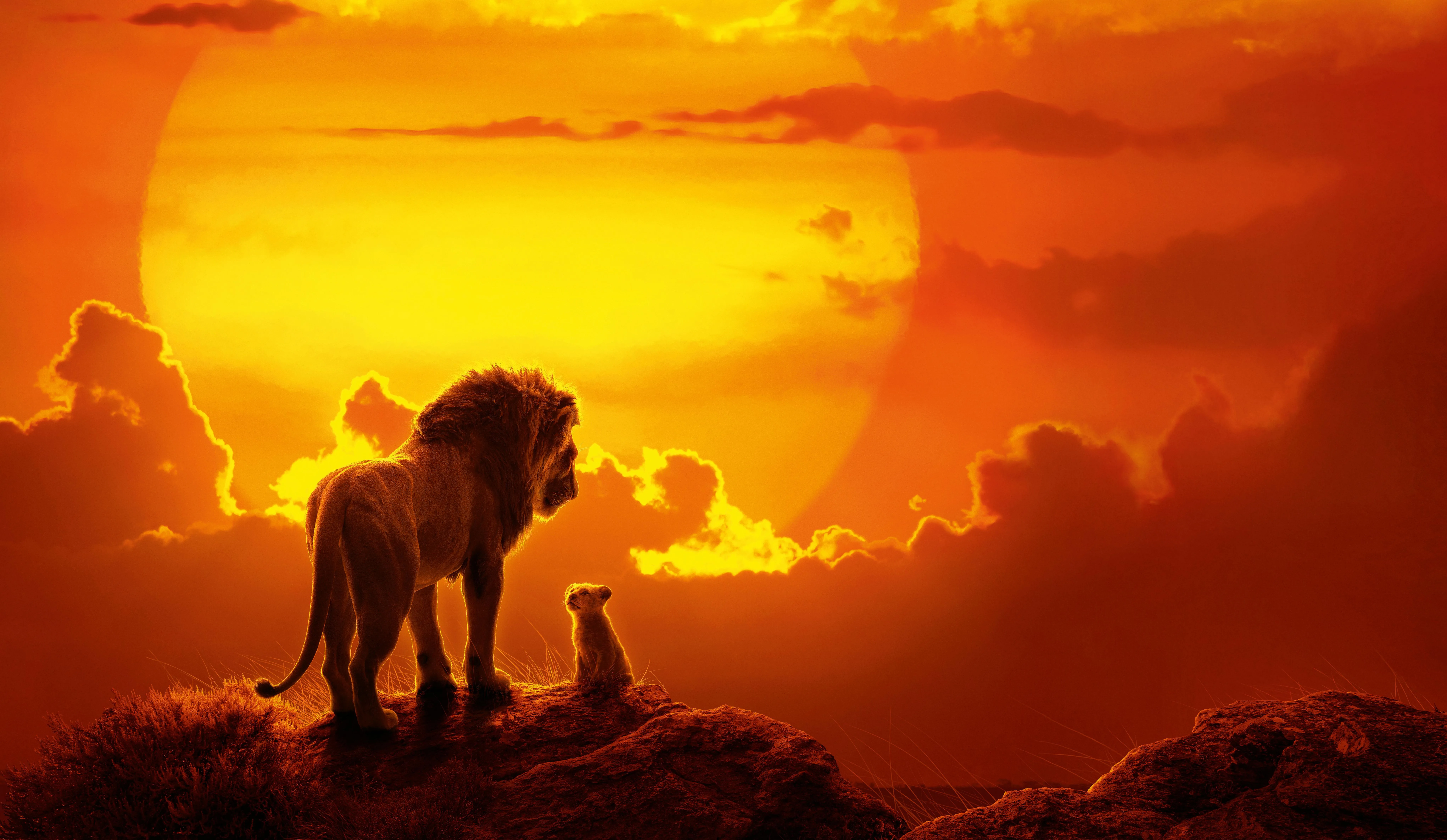 Lion and Cub Looking Against a Stunning Sunset Sky Wallpaper