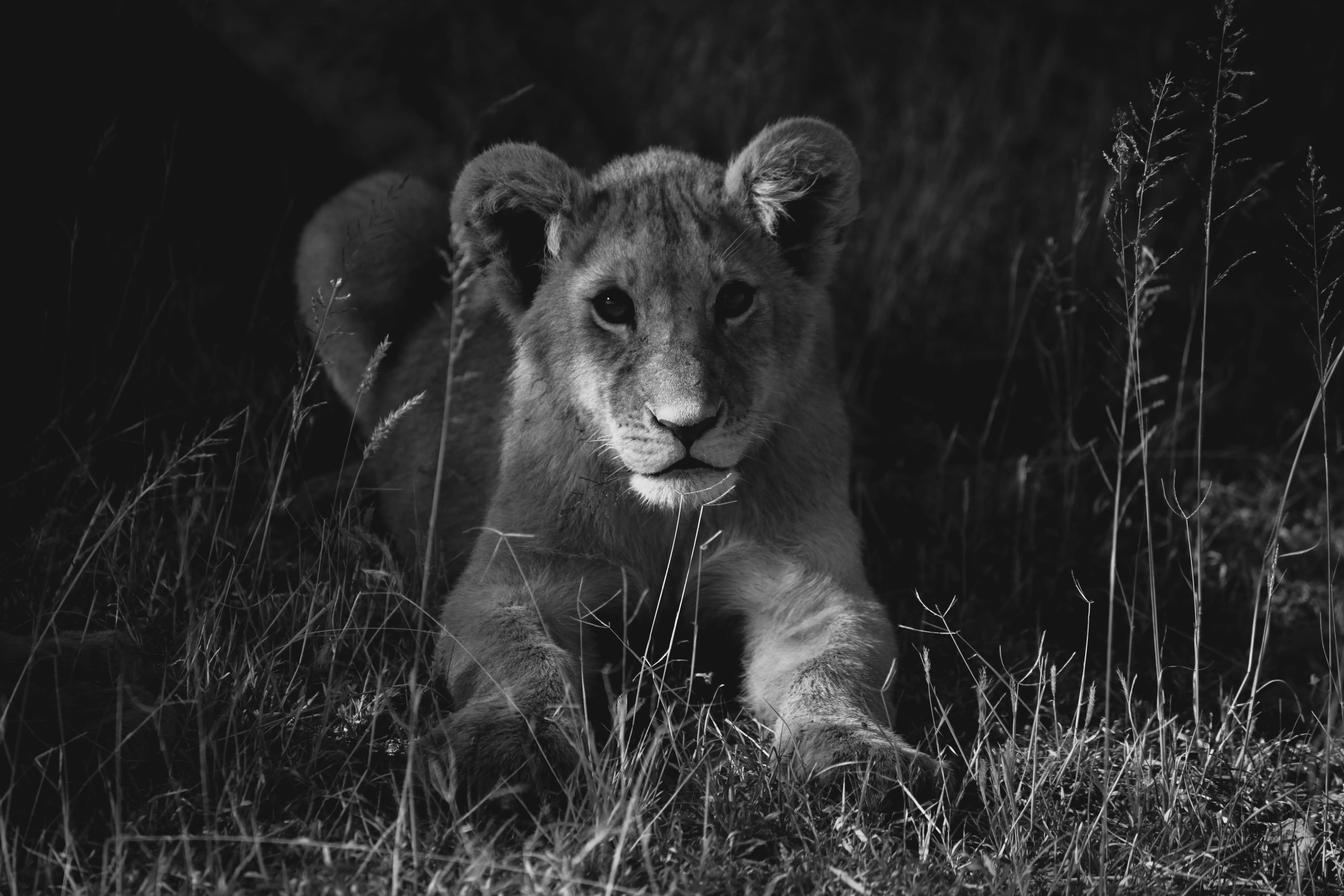 Lion Cub Sitting Peacefully in Forest with Black and White