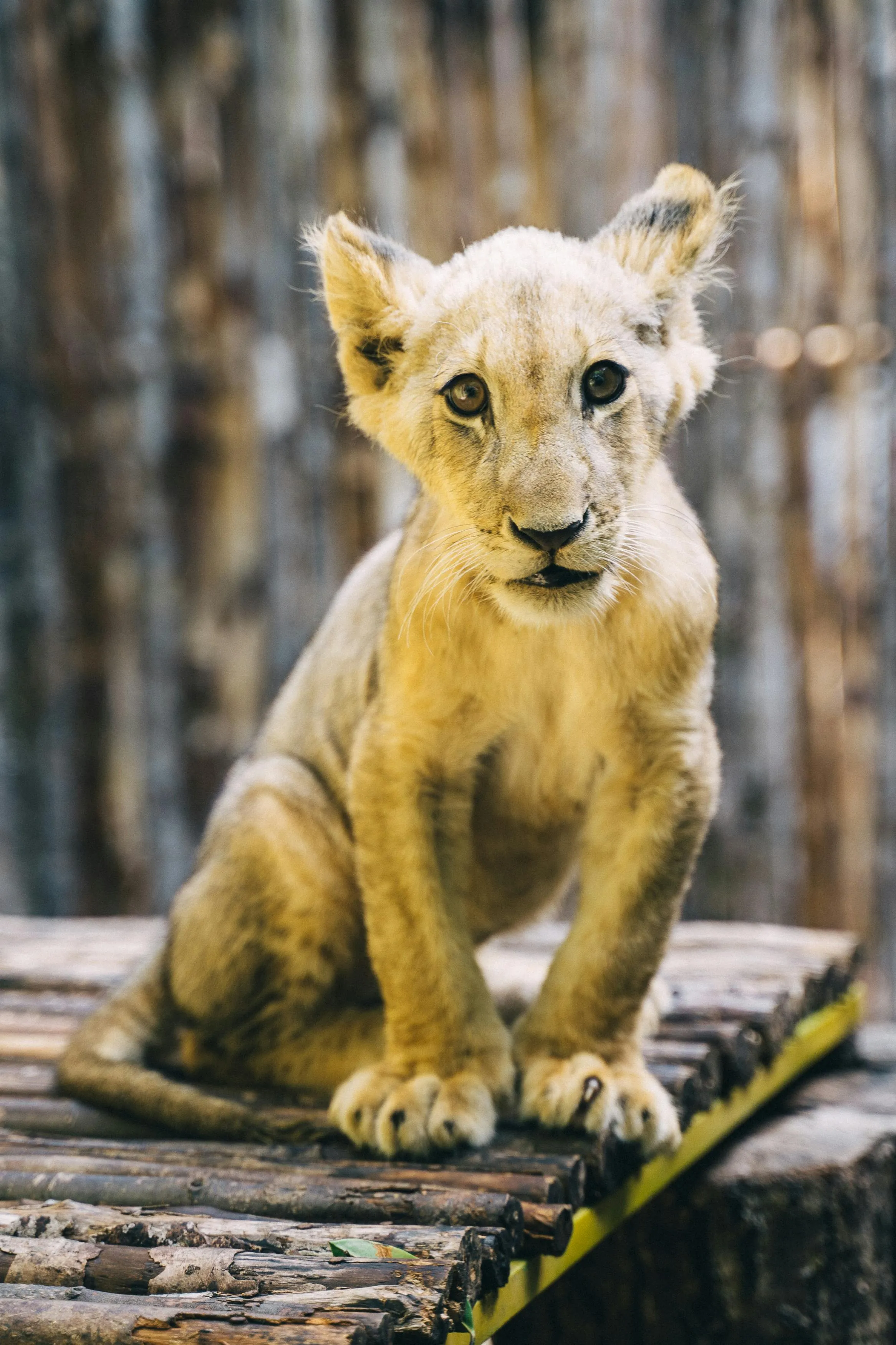 Lion Cub Sitting on a Rock with Cute Face Reaction Wallpaper