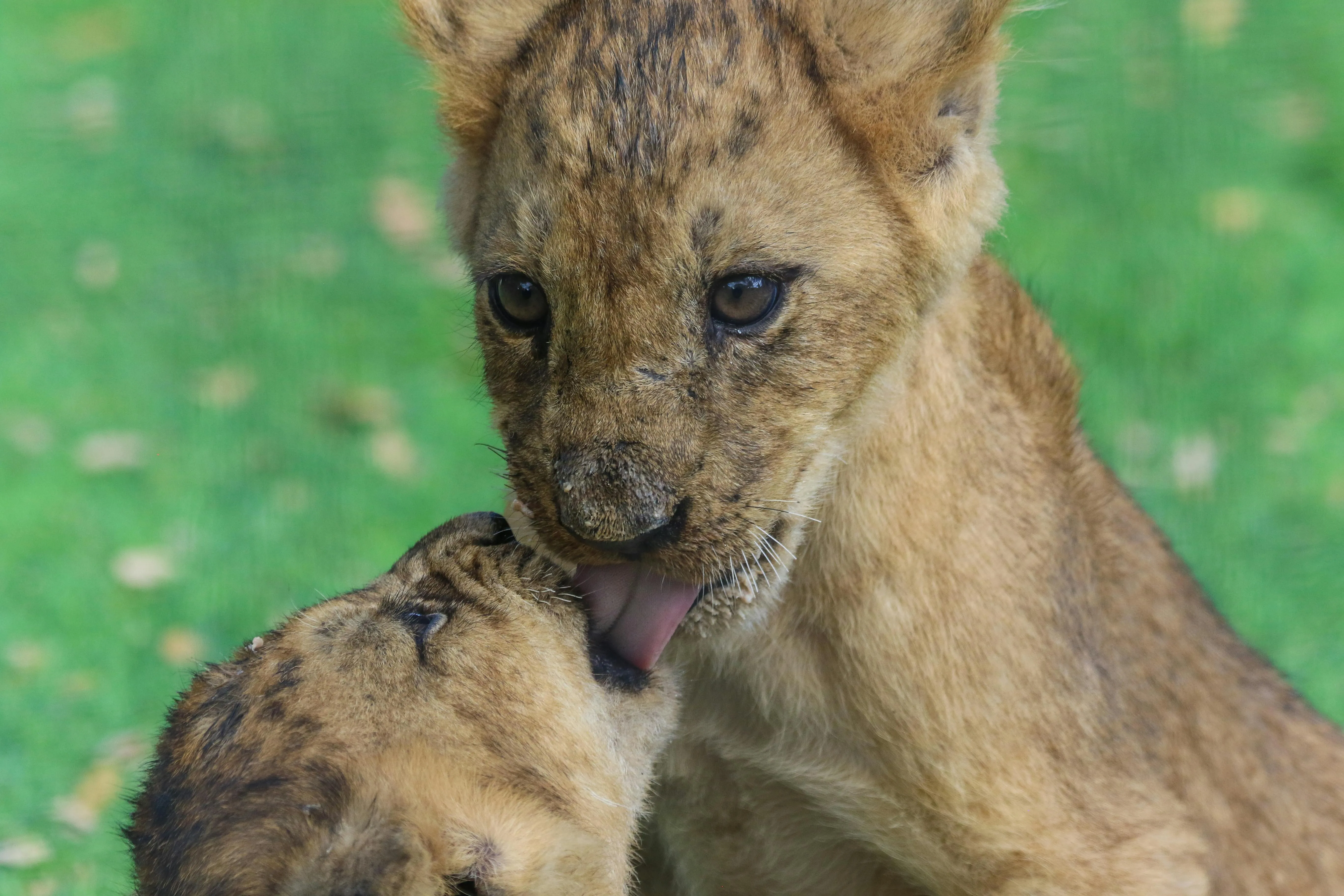 Lion Cubs Playing Moment in the Wildlife Photography Picture
