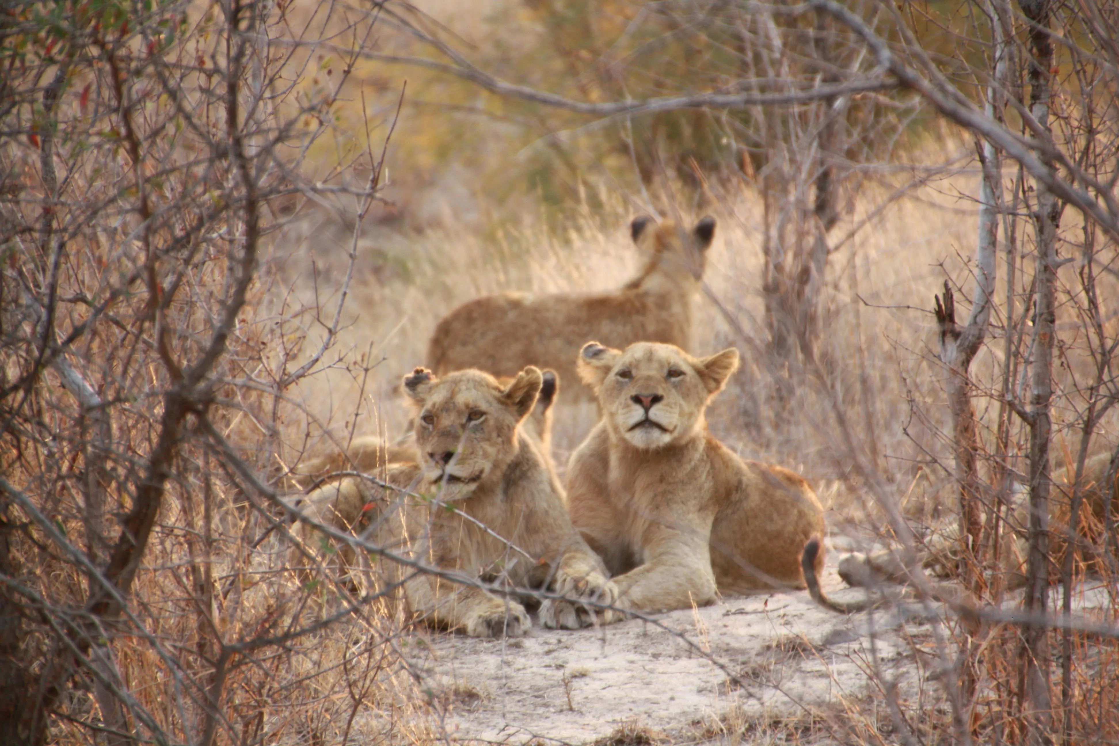 Lion Cubs Resting Among Dry Bushes Wildlife Natural Habitat