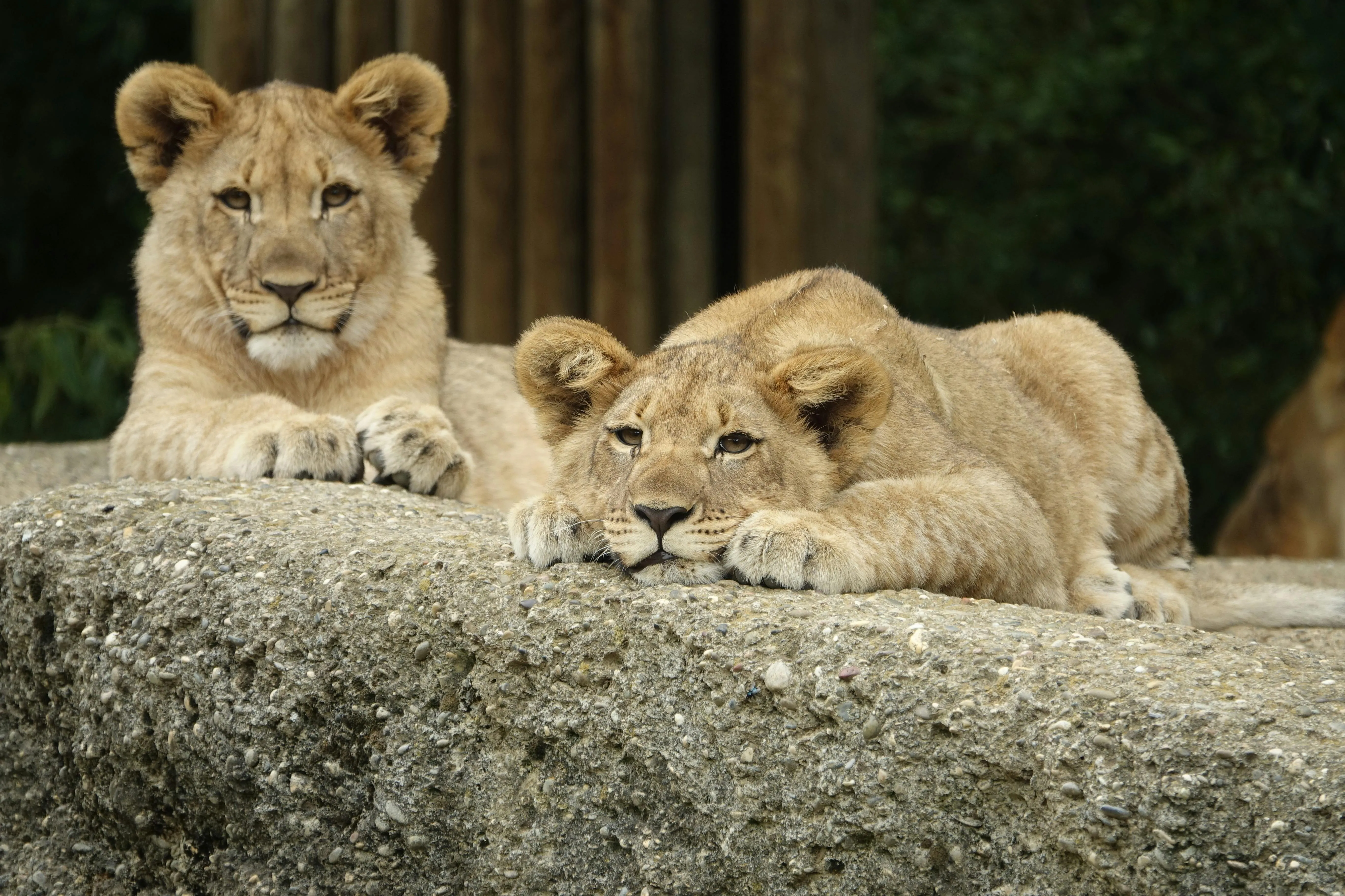 Lion Cubs Resting Together on a Rock Platform HD Wallpaper
