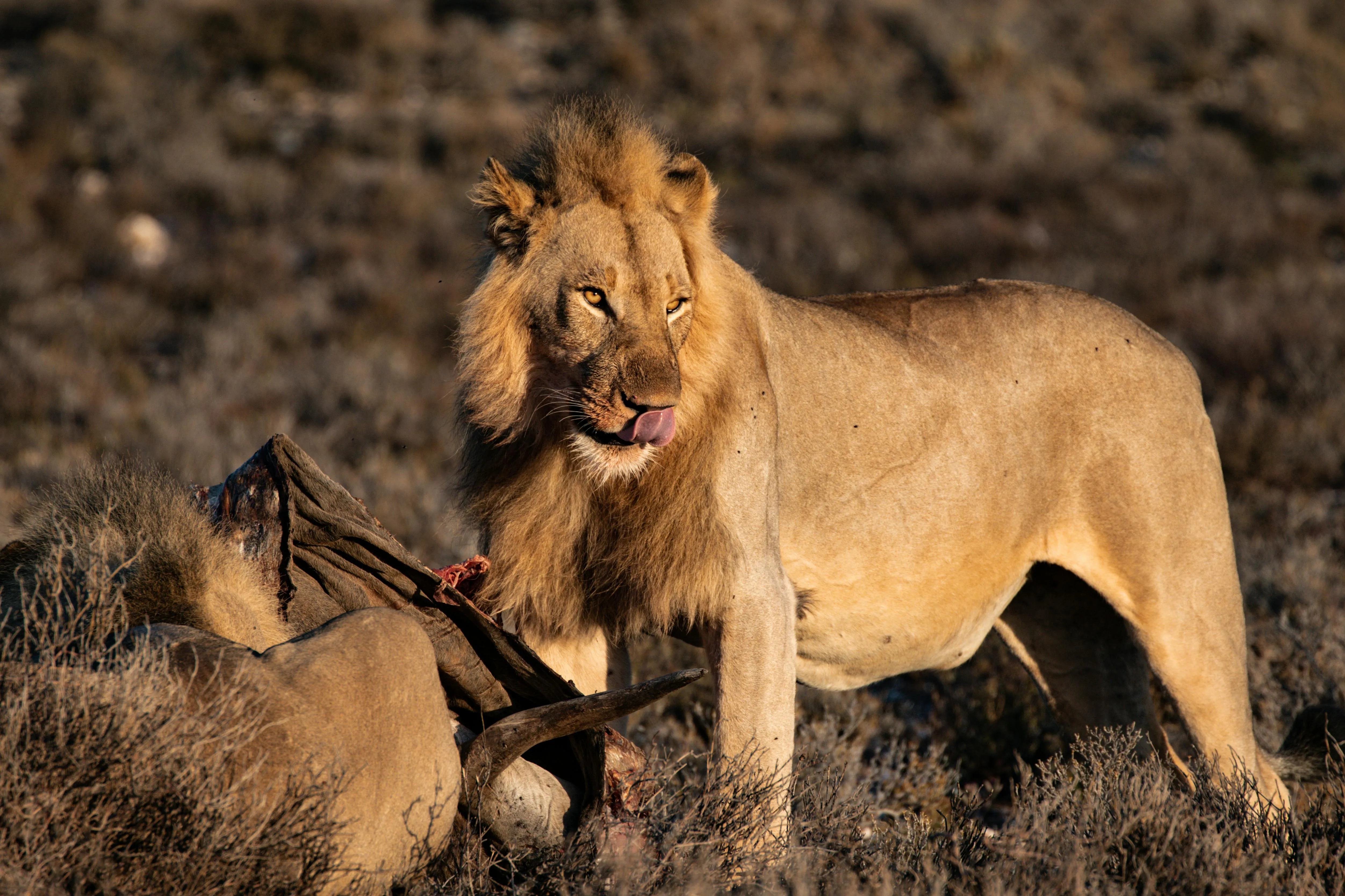 Lion Eating the Meat of a Wild Animal Wildlife Photography