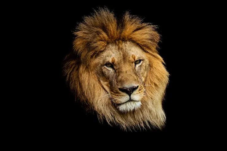 Lion Face with Black Background HD Landscape Wallpaper