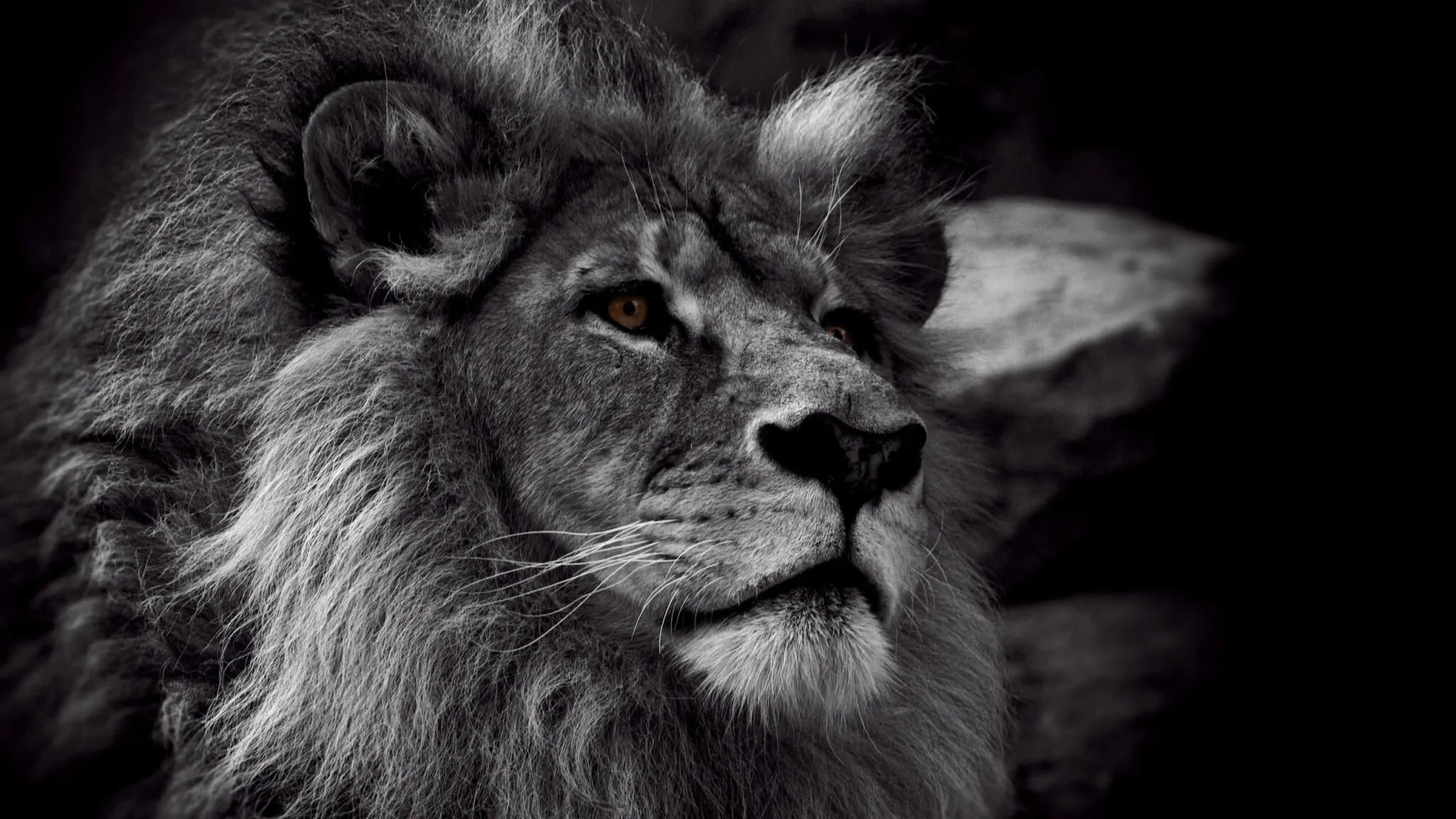 Lion Face Close Up Black and White Wallpaper Free Download