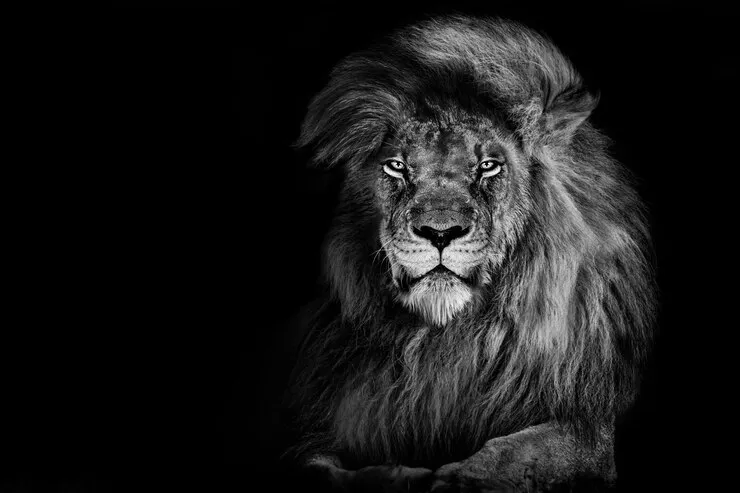 Lion Face Close Up Black and White Landscape Free Wallpaper