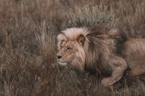 Lion Is Hiding on Grass for Attack HD Landscape Wallpaper
