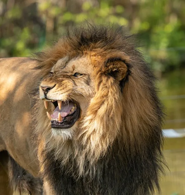 Lion Is Roaring in the Water Wild Animal Photography Image