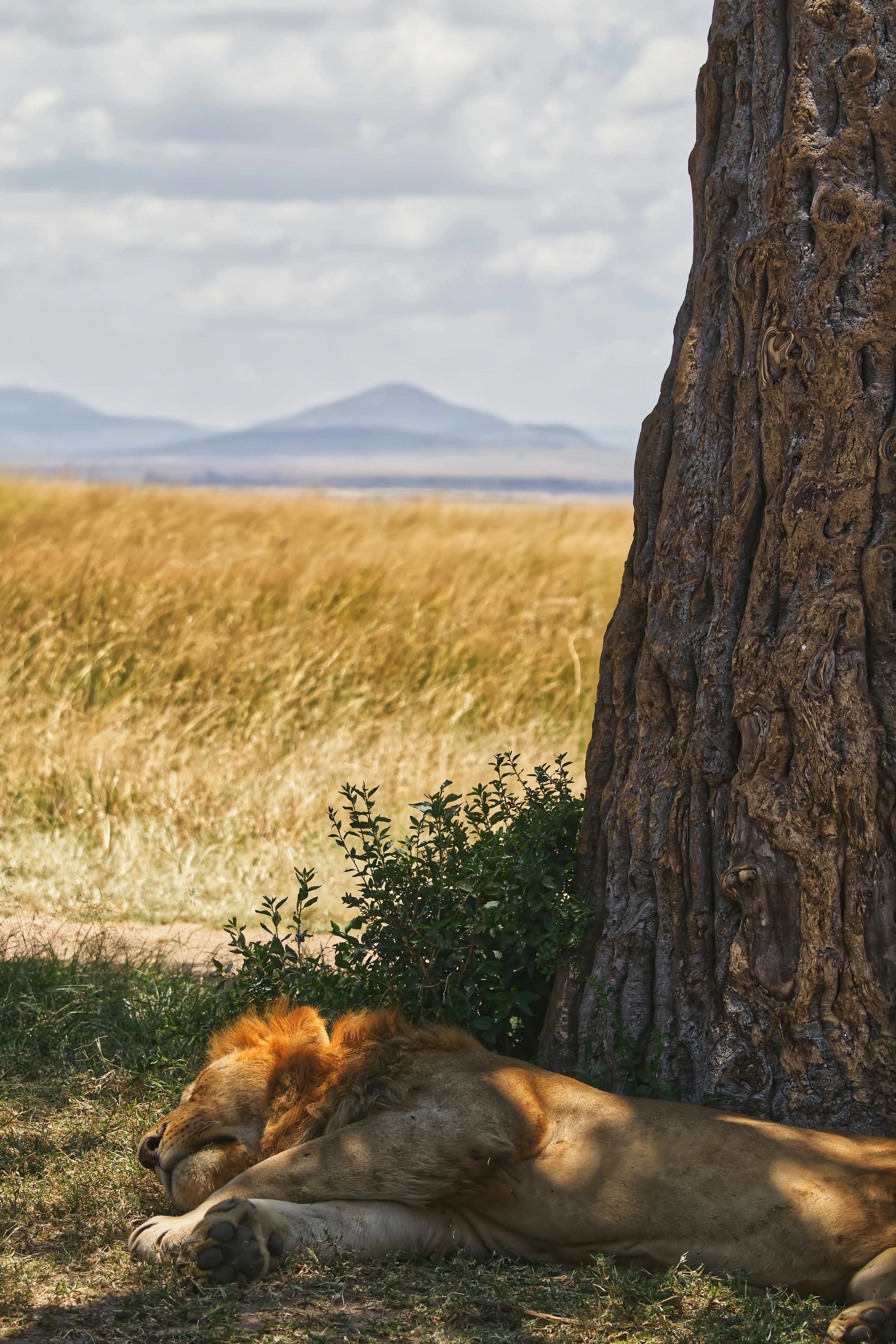 Lion Is Sleeping Peacefully Under the Tree HD Free Wallpaper