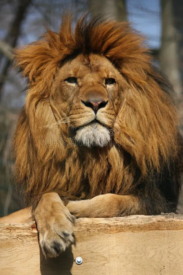 Lion King Attitude Sitting on the Wood HD Free Wallpaper