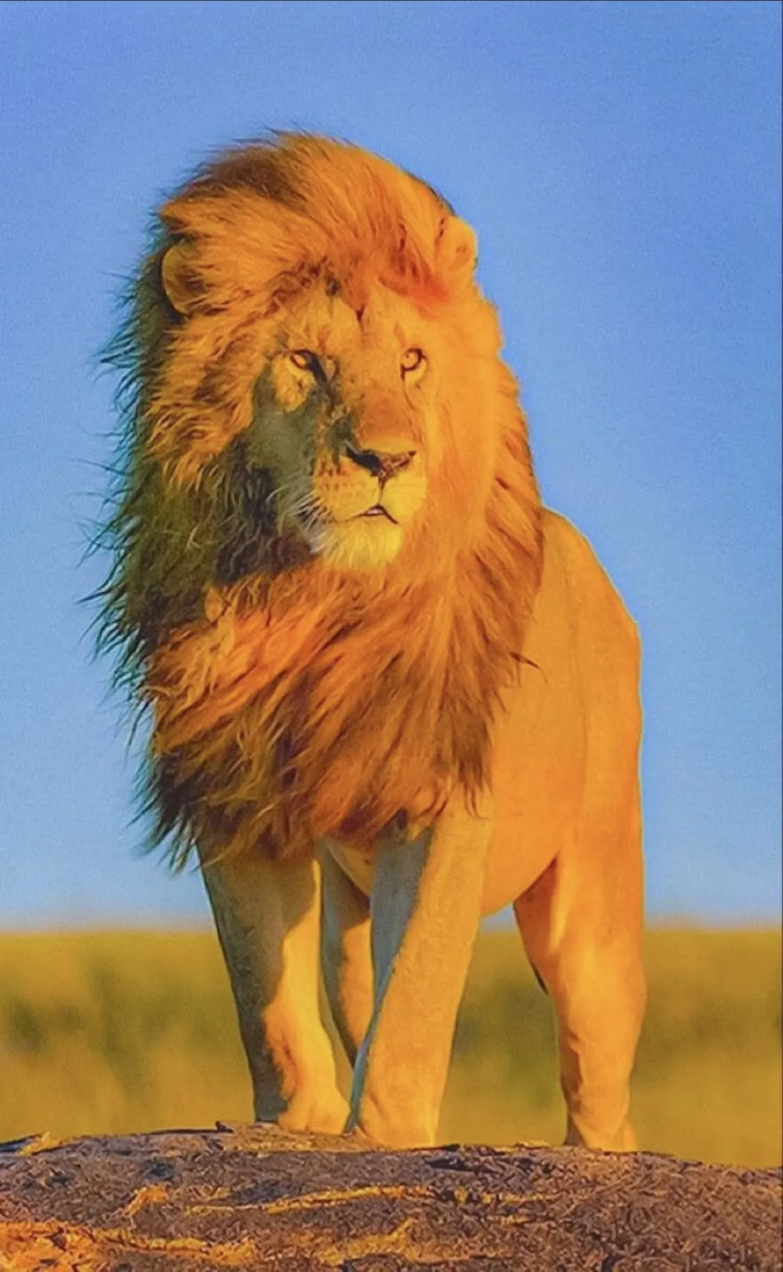 Lion King of the Jungle HD Portrait Wallpaper Free Download