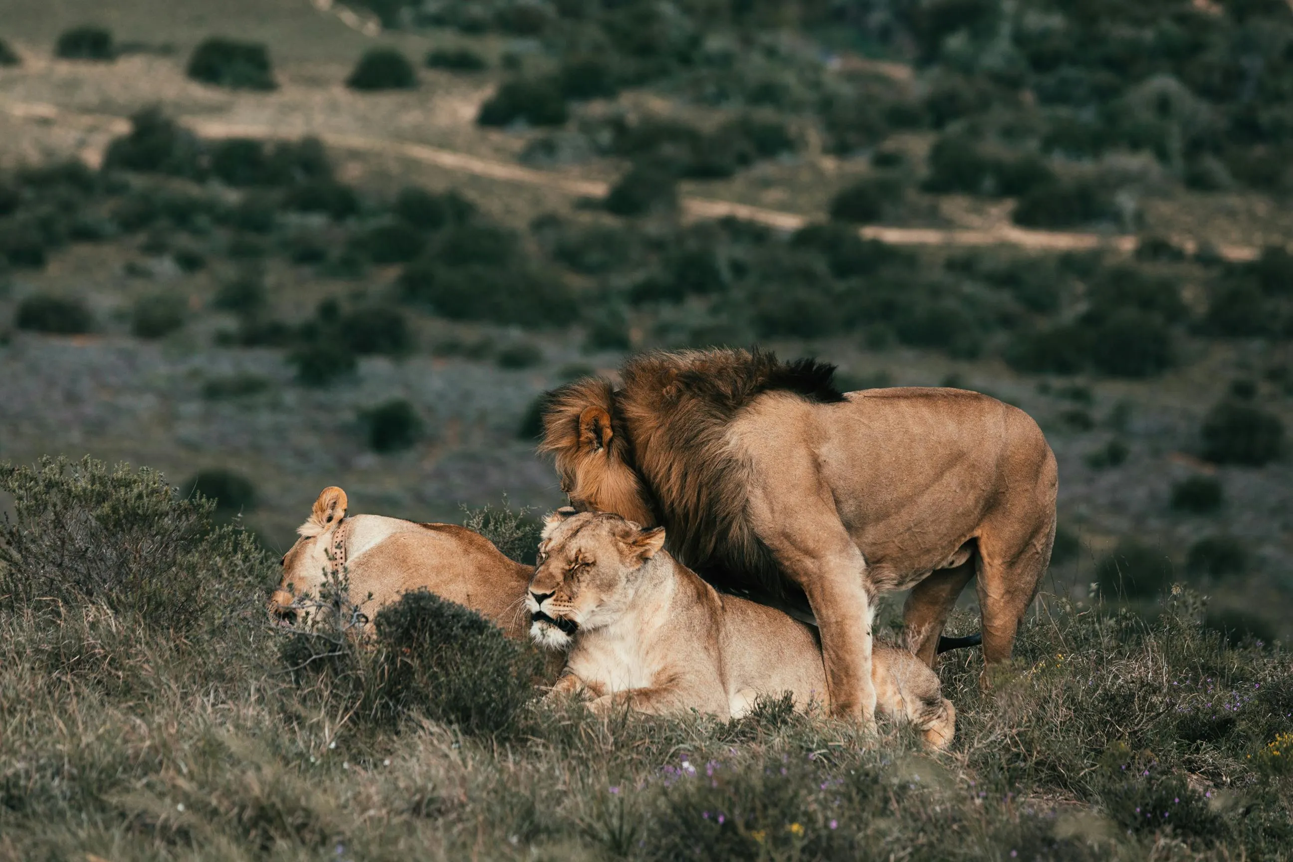Lion and Lioness Are Relaxing Peacefully in the Forest