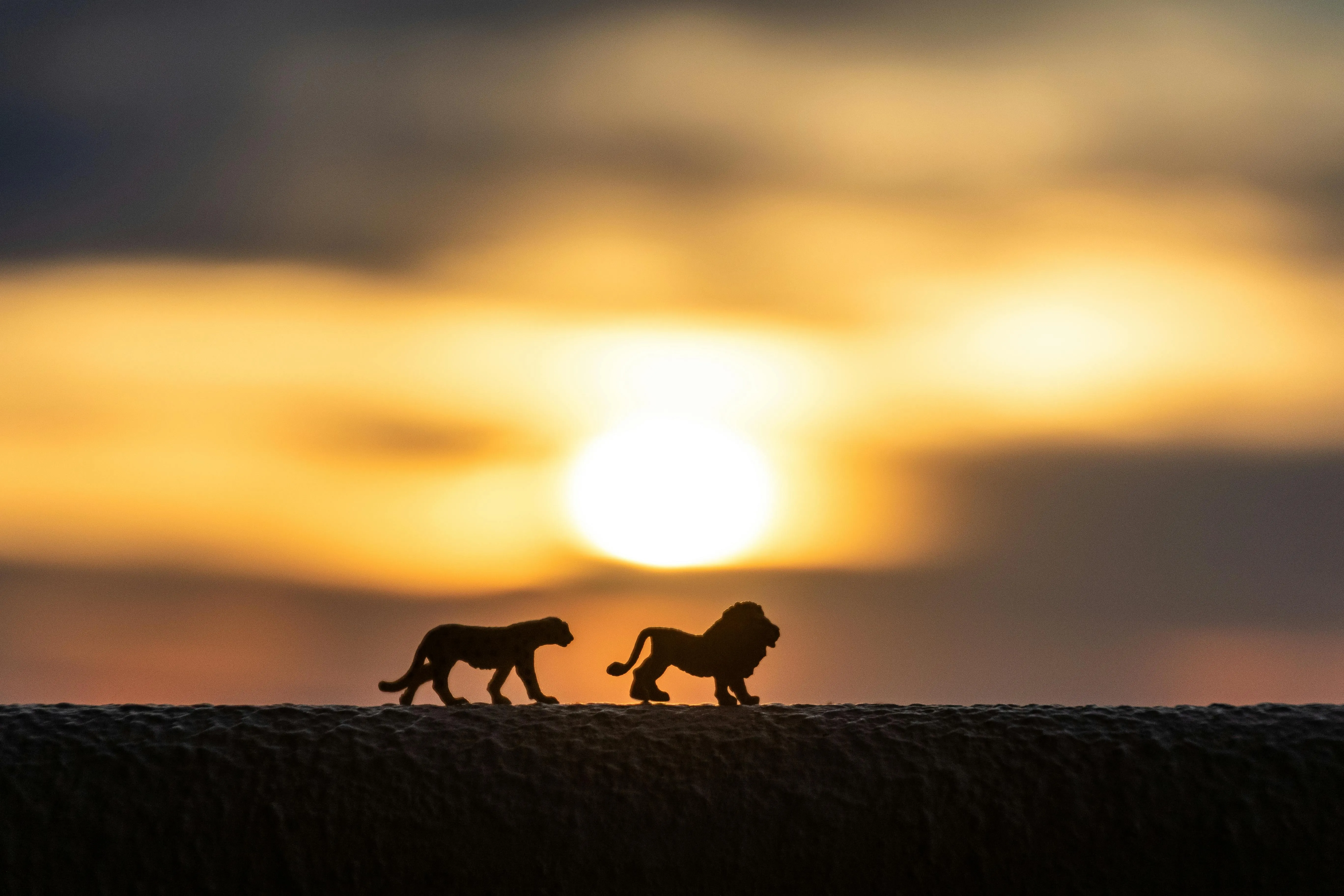 Lion and Lioness Walking in the Sunset Light Free Wallpaper