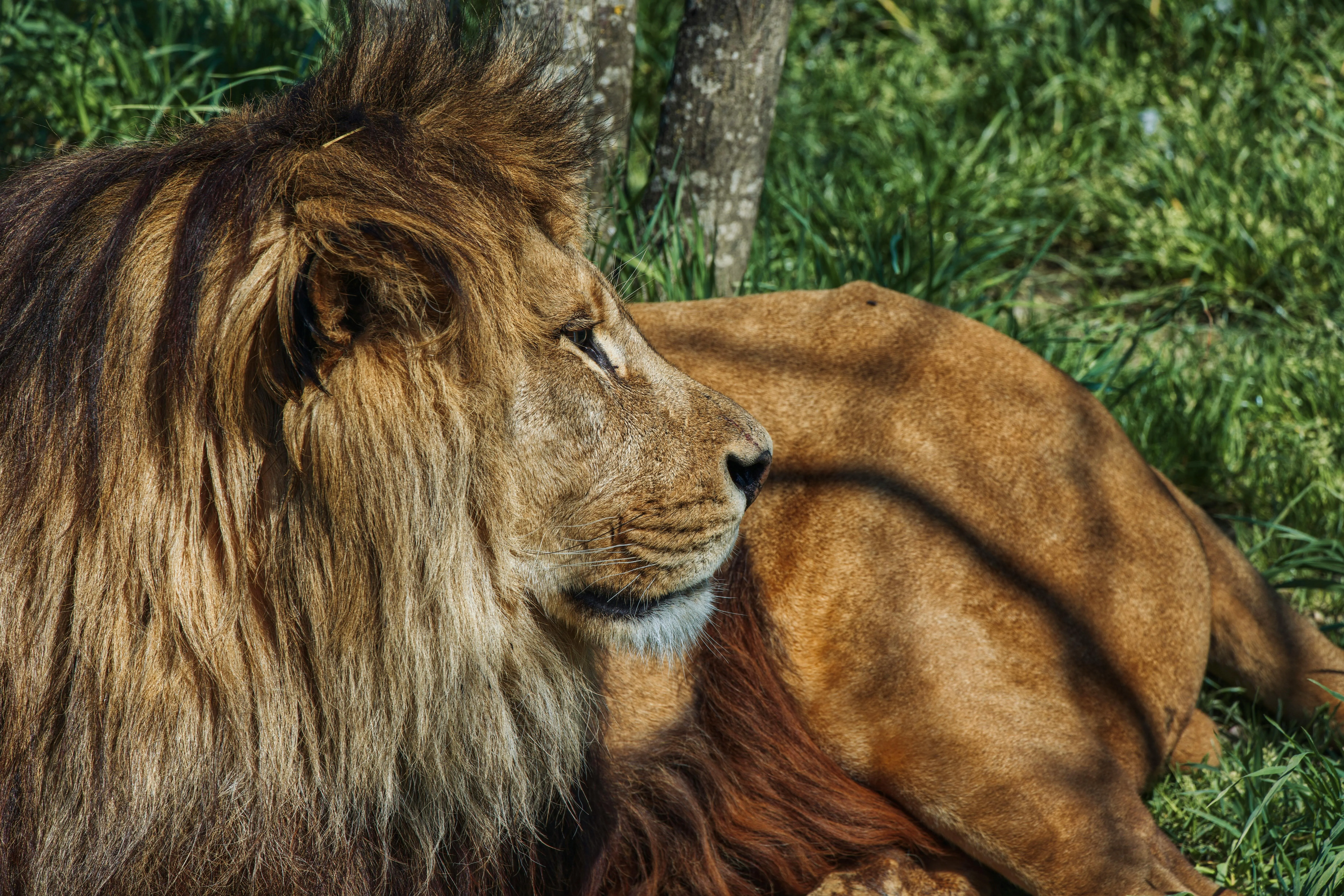 Lion Looking Back Intensely in the Forest Free Wallpaper