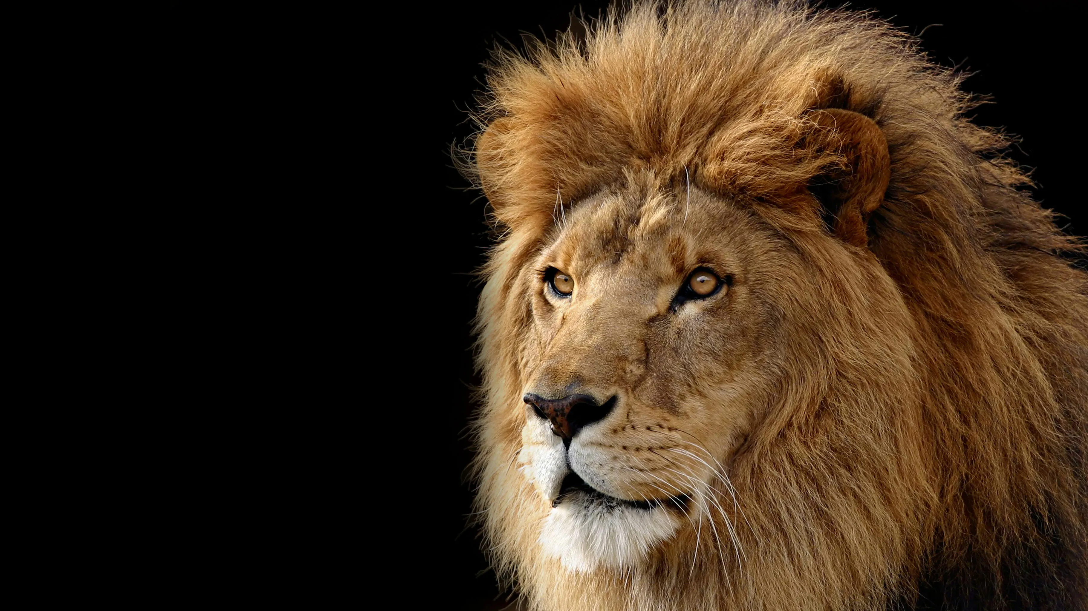 Lion Looking Intensely with Black Background Wallpaper