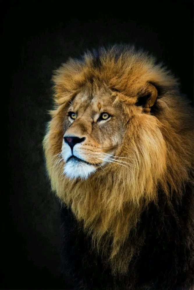 Lion Looking with Royal Attitude Wildlife Free Wallpaper