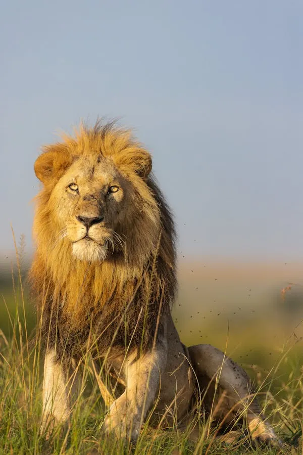 Lion Looks at the Sun Peacefully and Calmly Free Wallpaper