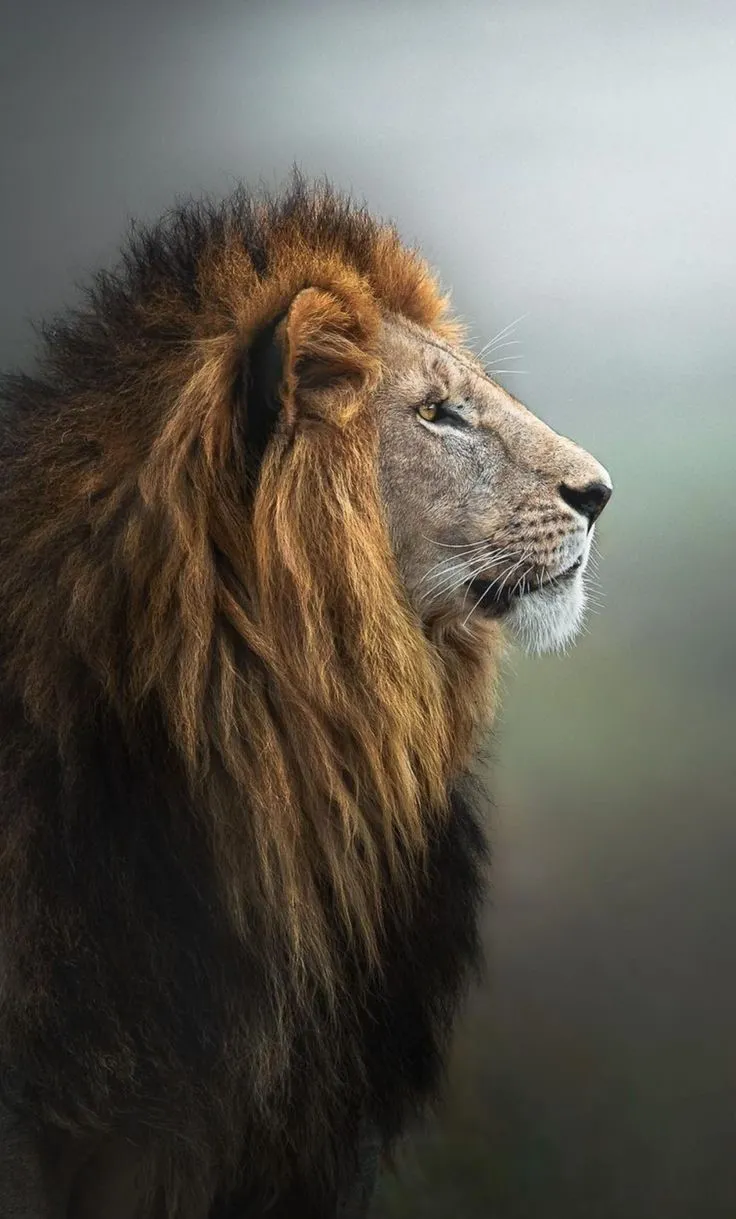 Lion Peacefully Looking the Sky Wildlife HD Free Wallpaper