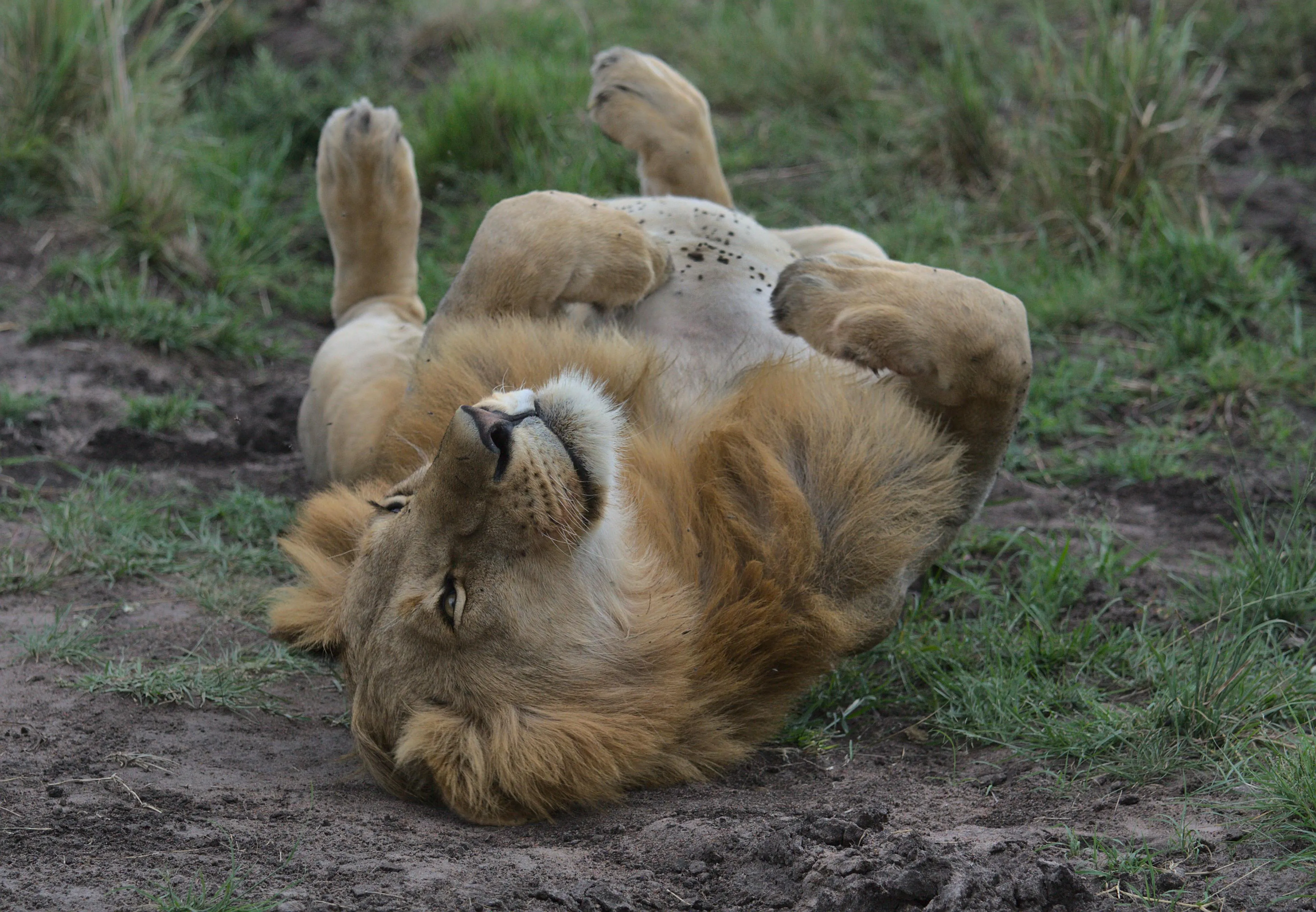 Lion Playing in the Grass Wildlife Photography HD Wallpaper