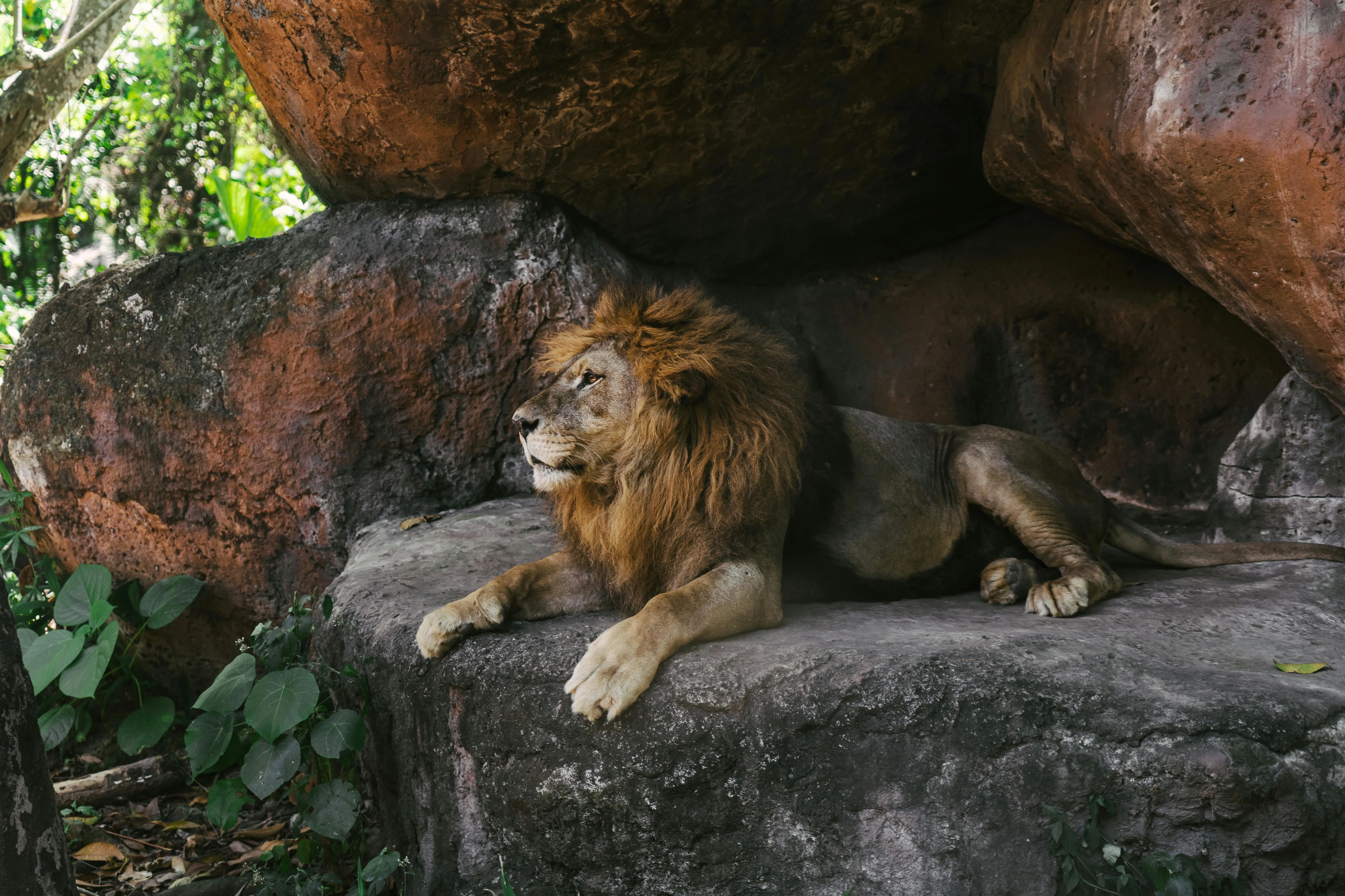 Lion Relaxing in the Rock Cave Wildlife Photography Image