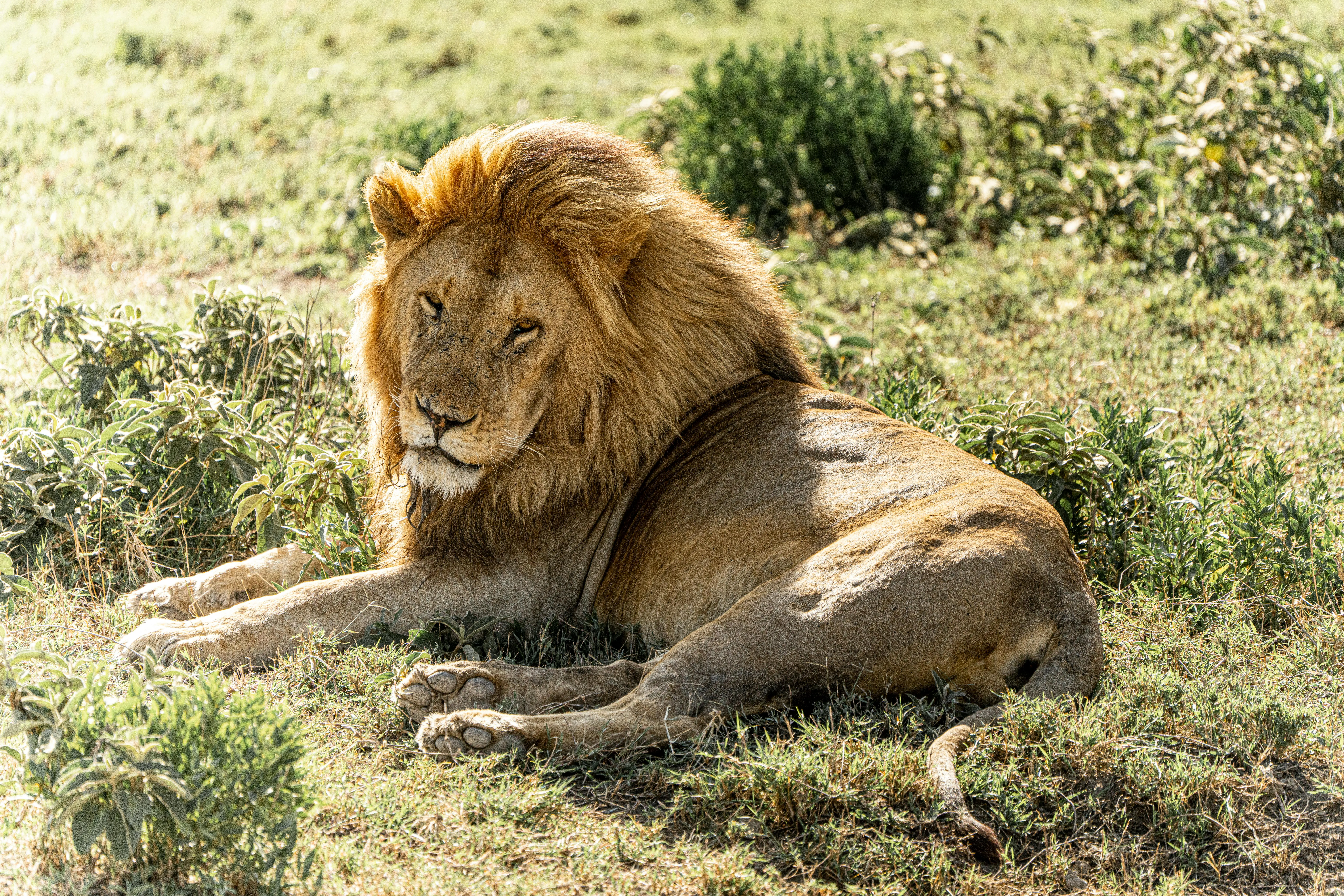 Lion Resting in the African Savannah Wildlife Photography