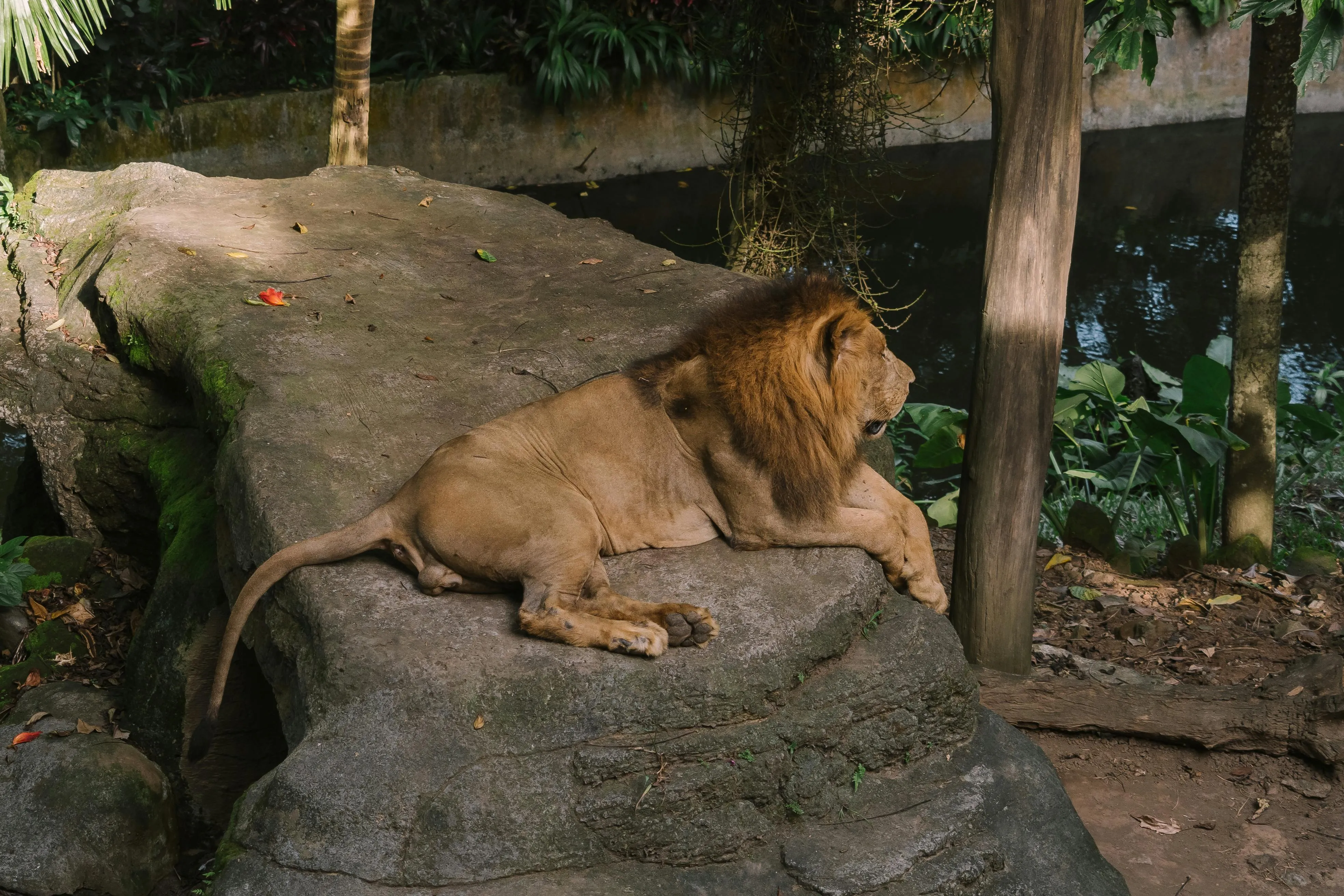Lion Resting Calmly on the Rock HD Wallpaper Free Download
